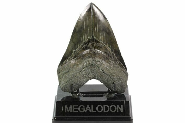 Serrated, Fossil Megalodon Tooth - South Carolina #129445